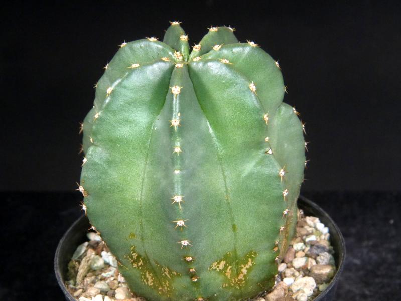 Verkaufspflanze (Beispiel)